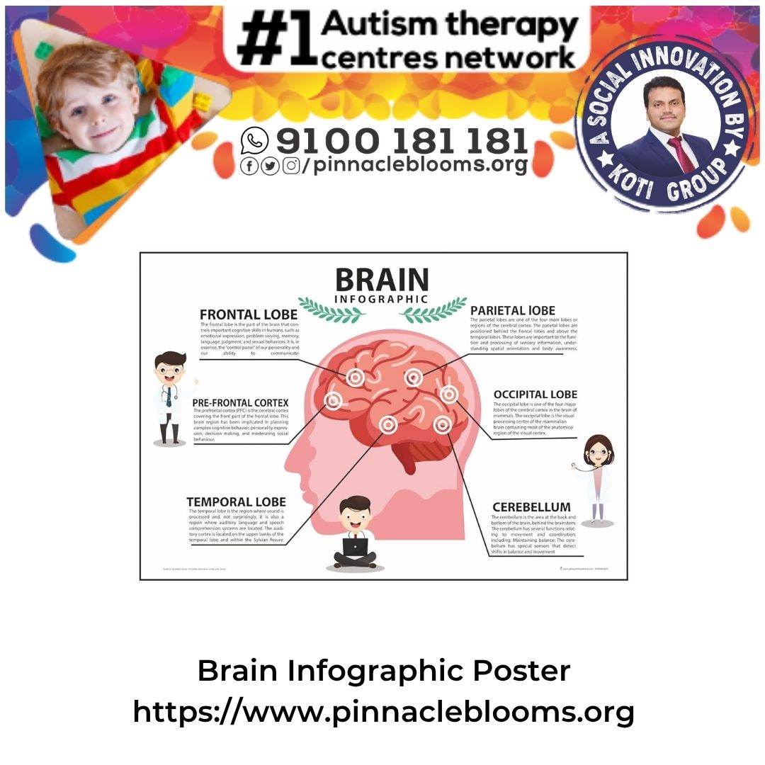 Unlock Your Childs Potential: The Power of Brain Infographic Posters in Autism Therapy | Pinnacle Blooms Network