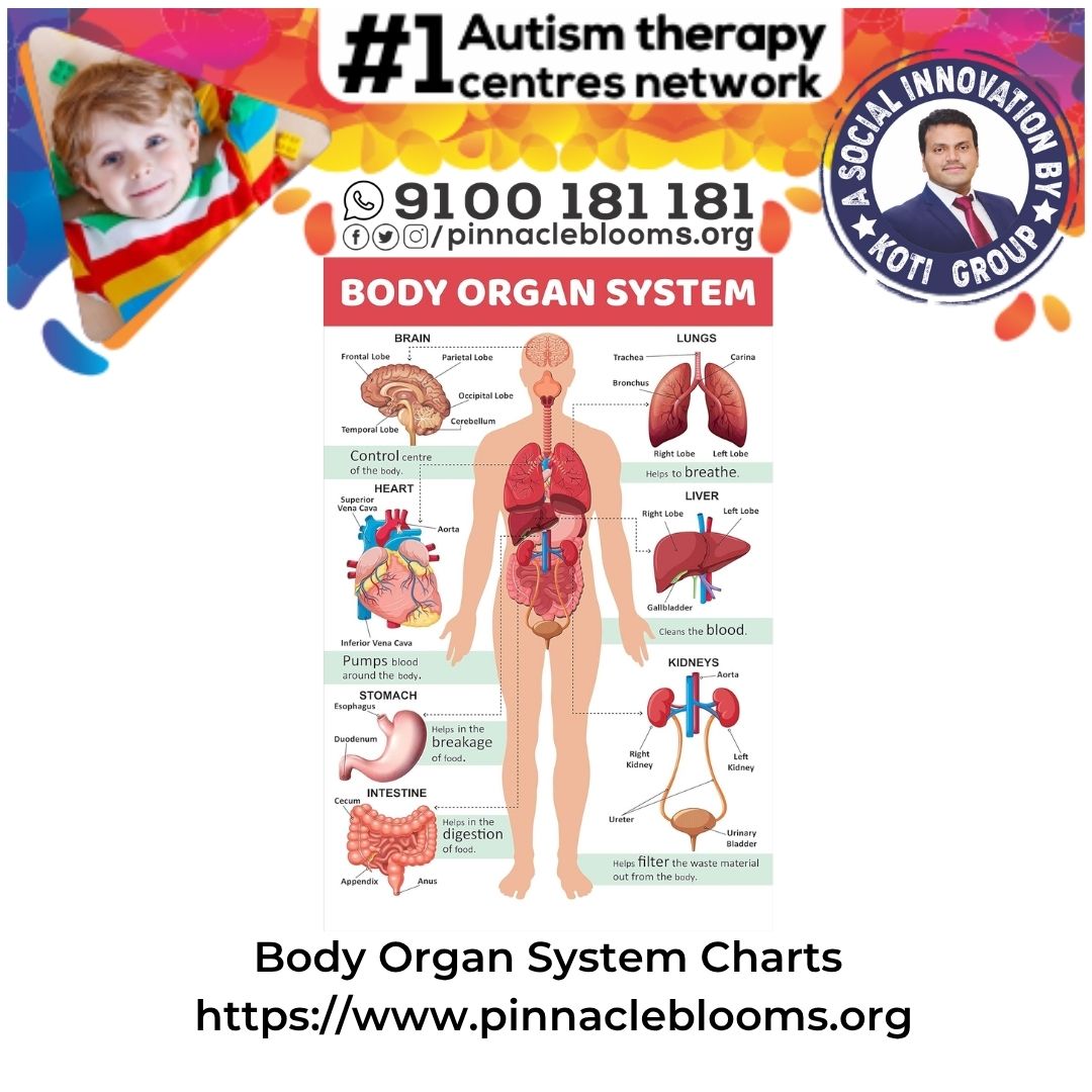 Enhancing Autism Therapy with Body Organ System Charts | Pinnacle Blooms